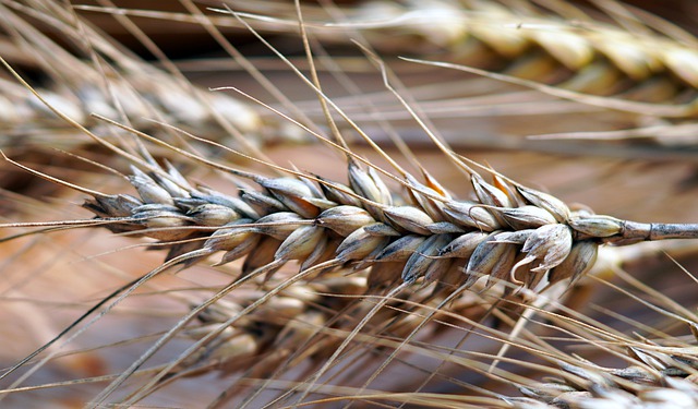 Regulatory wzrostu dla zbóż jarych: kluczowe informacje